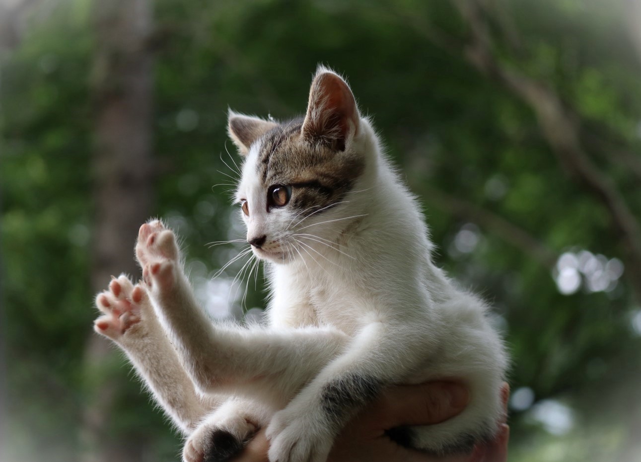 포근한 고양이 이미지